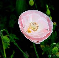 于是就以这首民谣为基础