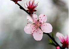 德芙的故事德芙的故事,圣斗士双子兄弟的悲剧