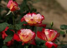 定语从句专项练习将先行词代入定语从句后为 All of the children h